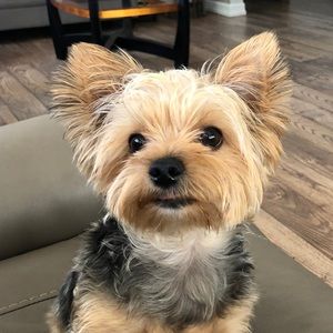 Meet your Posher, Georgina